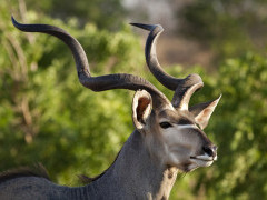 Kudu