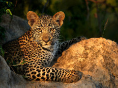 Leopard cub in South Africa