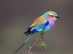 Lilac-breasted roller in South Africa