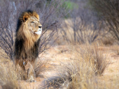 Lion in Kalahari Private Reserve, South Africa