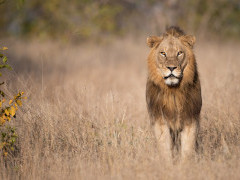 Lion in South Africa