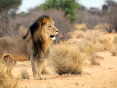 Lion in Kalahari Private Reserve, South Africa