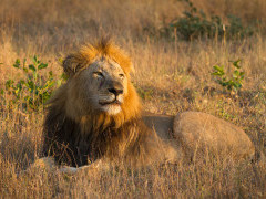 Lion in South Africa