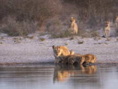 Lioness and cubs in Kalahari Private Reserve, South Africa