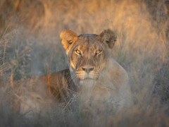 Lioness in Kalahari Private Reserve, South Africa
