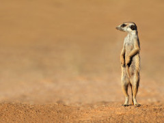Meerkat