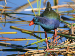 African purple swamp hen in Rondevlei Nature Reserve, Cape Town