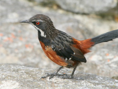 Cape rockjumper in Hermanus.