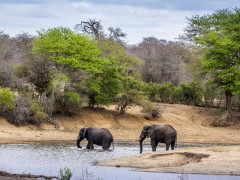 Elephants in Kruger National Park, South Africa