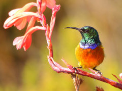 Orange-breasted sunbird in South Africa.
