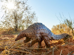 Pangolin.