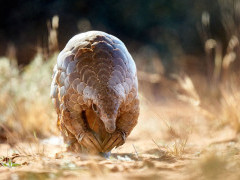 Pangolin.