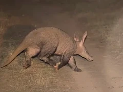 aardvark at night in south africa