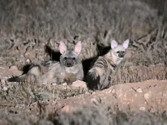 image of aardwolf with young, in south africa