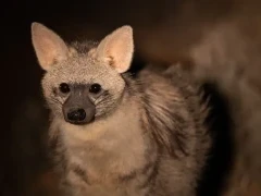 aardwolf in south africa