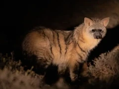 aardwolf at night in south africa