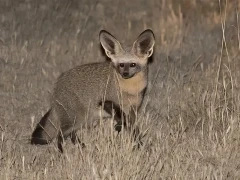 image of bat eared fox in south africa