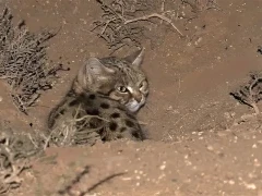 image of black footed cat in south africa