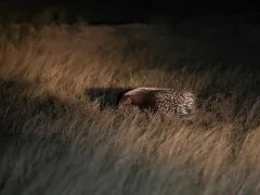 image of cape porcupine in south africa