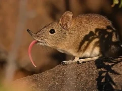 eastern rock sengi in south africa