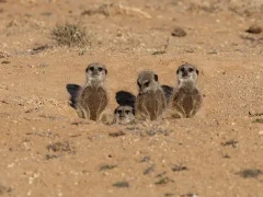 meerkats in south africa