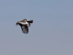 northern black korhaan in flight, in south africa