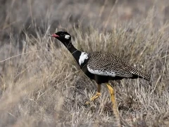 image of northern black korhaan in south africa