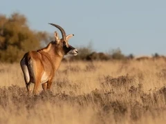 roan antelope in south africa