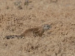 image of South African ground squirrel in south africa
