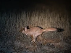image of spring hare at night in south africa