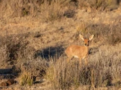 image of steenbox in south africa