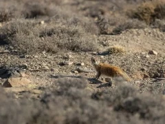 yellow mongoose in the shrubland, south africa