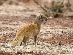 yellow mongoose in south africa