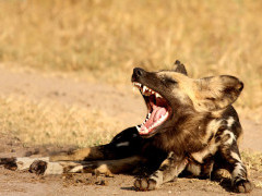 African wild dog in Sabi Sands Game Reserve, South Africa