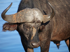 Buffalo in Sabi Sands Game Reserve, South Africa