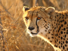 Cheetah in Sabi Sands Game Reserve, South Africa