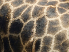 Giraffe in Sabi Sands Game Reserve, South Africa