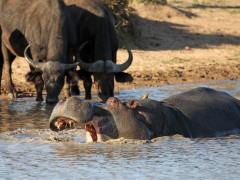 Hippo & buffalo in Sabi Sands Game Reserve, South Africa