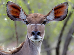 Kudu in Sabi Sands Game Reserve, South Africa