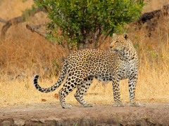 Leopard in Sabi Sands Game Reserve, South Africa