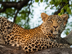 Leopard in Sabi Sands Game Reserve, South Africa