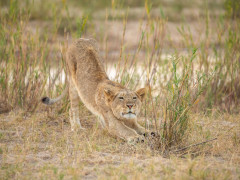 Lion cub in Sabi Sands Game Reserve, South Africa