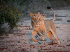 Lion cubs in Sabi Sands Game Reserve, South Africa