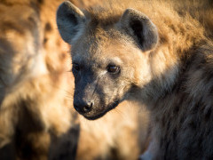 Spotted hyena in Sabi Sands Game Reserve, South Africa