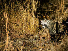 Civet in South Luangwa National Park, Zambia.