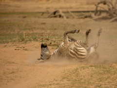Crawshay's zebra in South Luangwa National Park, Zambia.