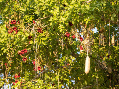 Flowering sausage tree in South Luangwa National Park, Zambia.