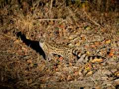 Genet in South Luangwa National Park, Zambia.