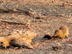 Slender mongoose in South Luangwa National Park, Zambia.