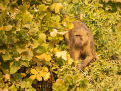 Yellow baboon in South Luangwa National Park, Zambia.